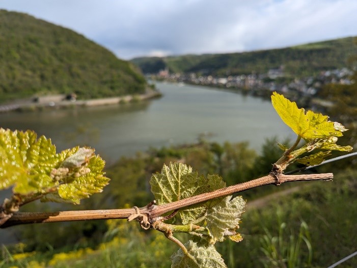 Blick auf den Rhein